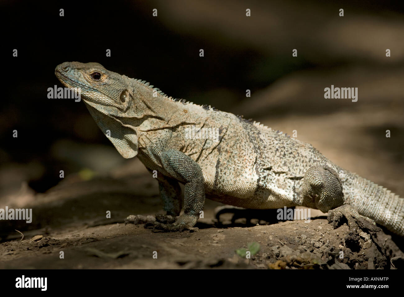 Spinosa nero-tailed Iguana Ctenosaura similis lizard Foto Stock