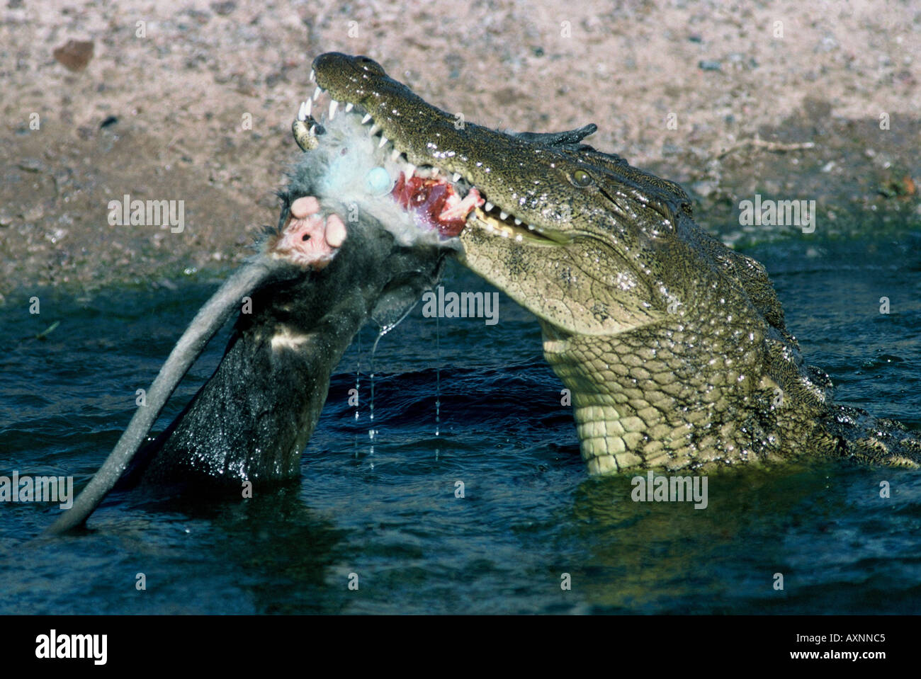 Coccodrillo con la preda, Crocodylus niloticus Foto Stock