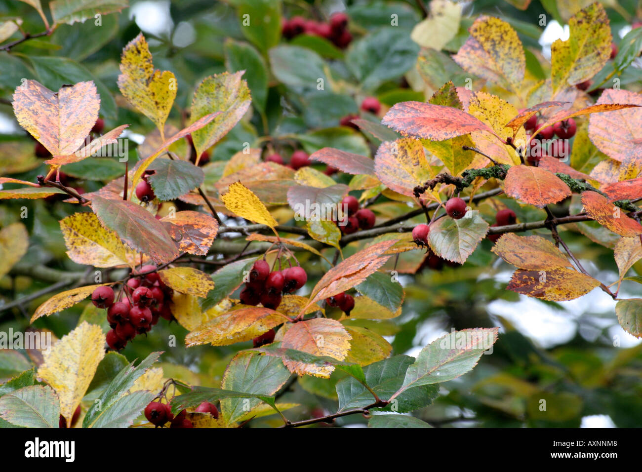 Crataegus persimilis prunifolia mostra colore di autunno Foto Stock