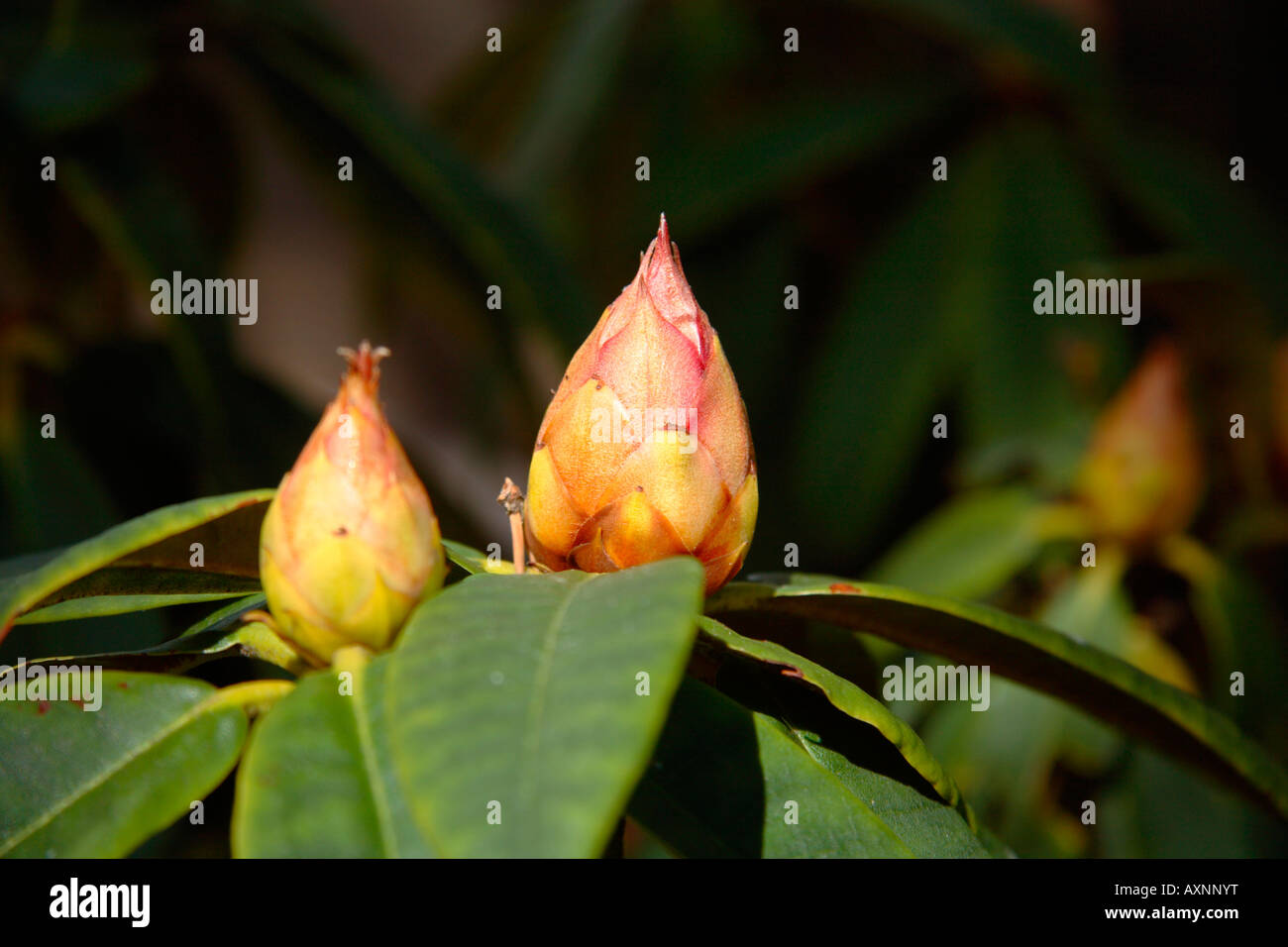 Boccioli di rododendro Foto Stock