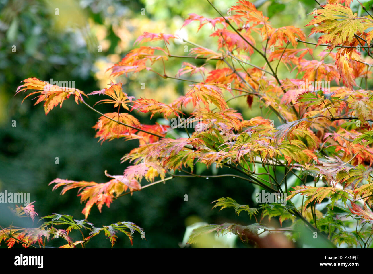 Acer japonicum aconitifolium che mostra colore di autunno a fine ottobre Foto Stock