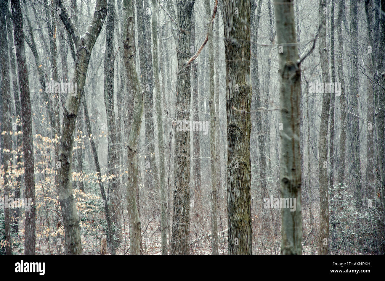 In inverno la neve caduta in una tranquilla foresta New Jersey Foto Stock