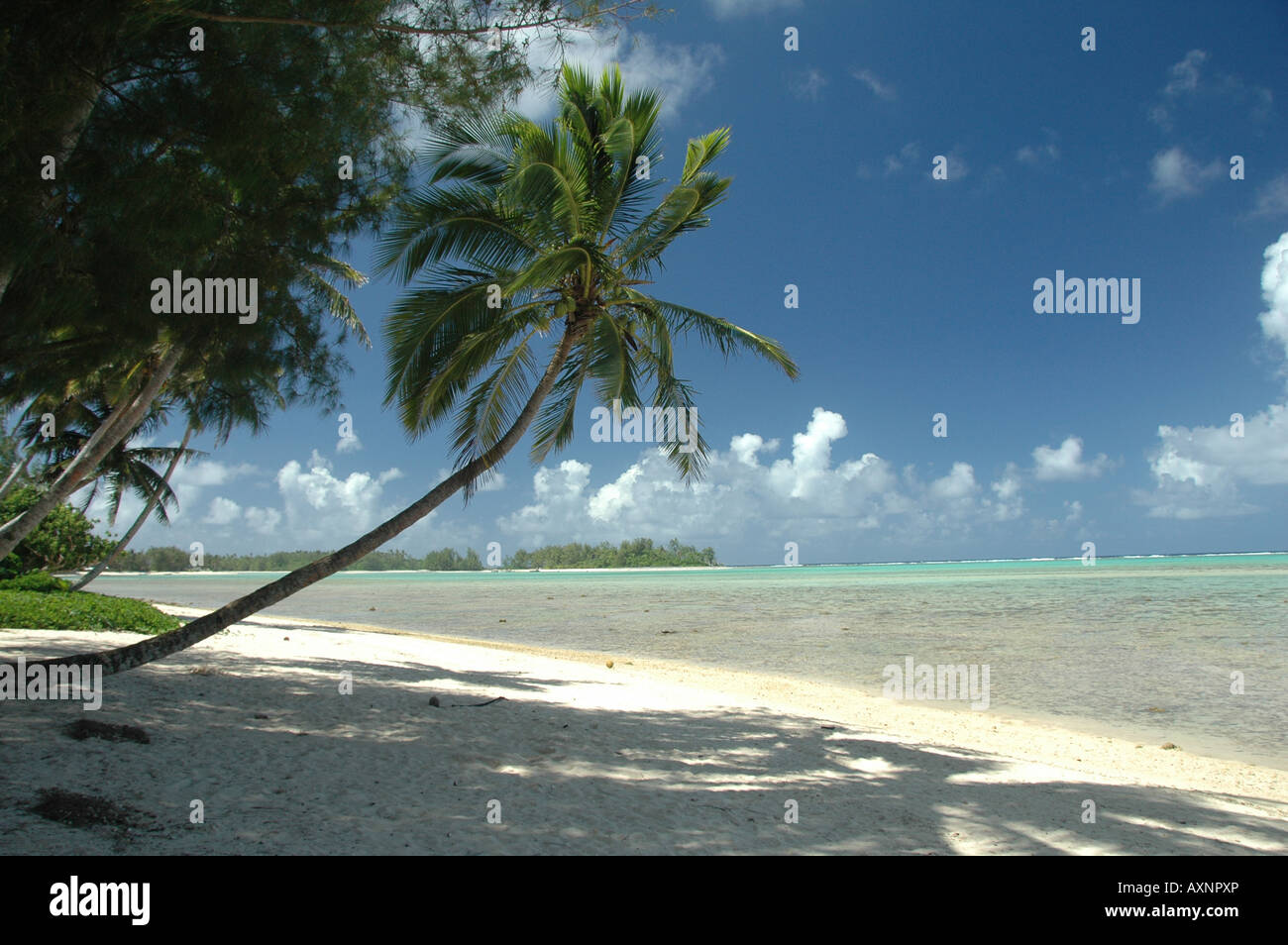 Le frange di palma spiagge e calma laguna su isole Cook. Foto Stock