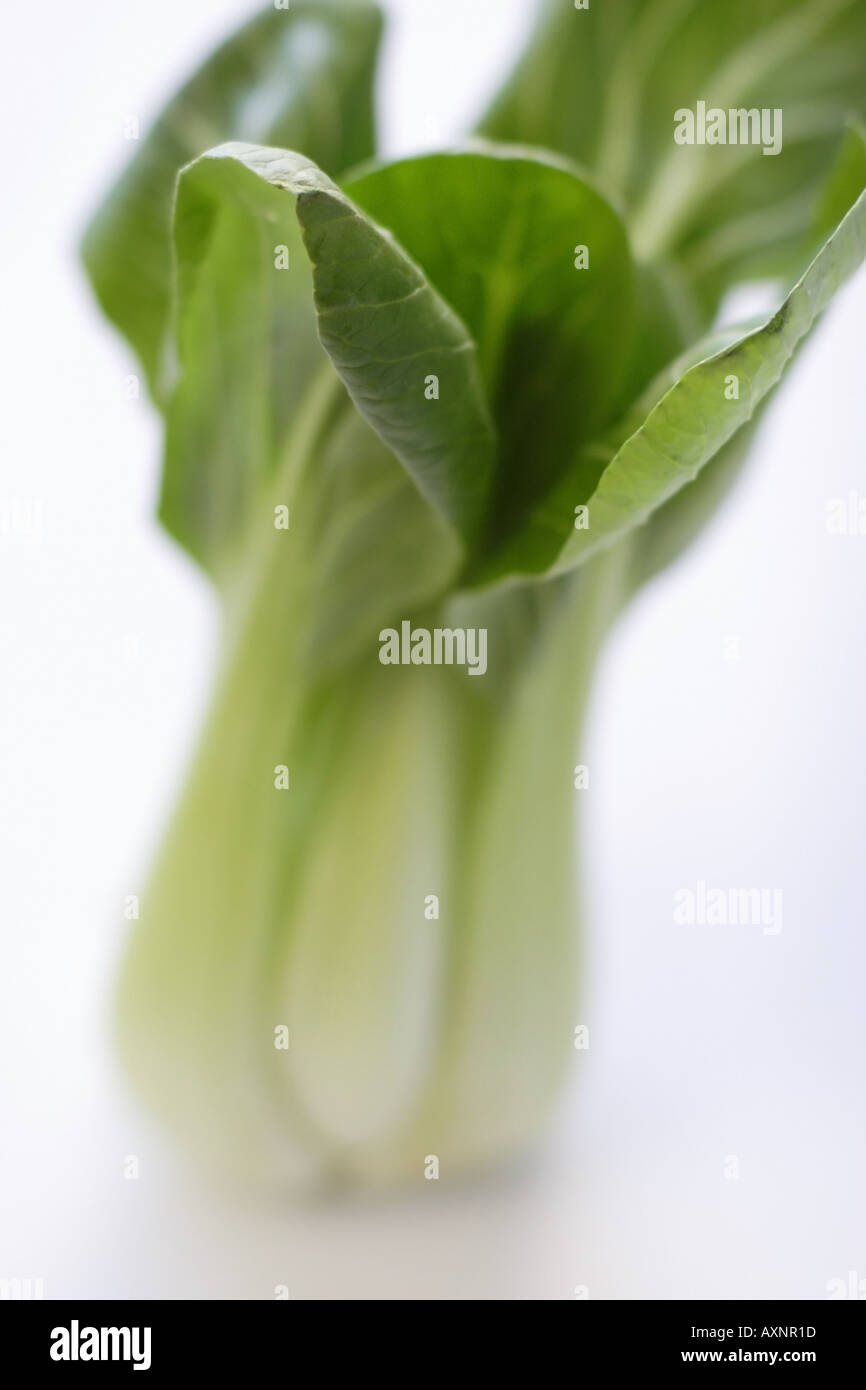 Bok Choy Foto Stock