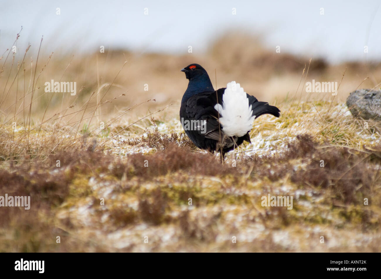 Gallo forcello Tetrao tetrix lekking Corrimony RSPB Foto Stock