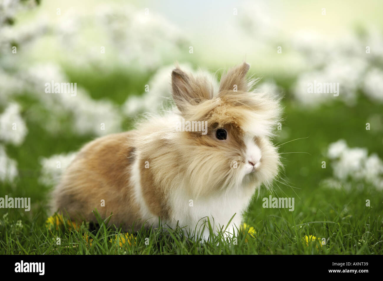 Nana Lionhead rabbit sul prato Foto Stock