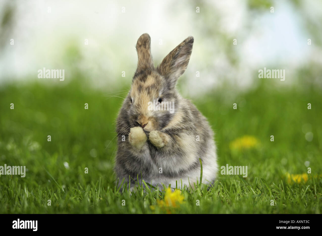 Tricolore coniglio pigmeo preening seduti su un prato Foto Stock