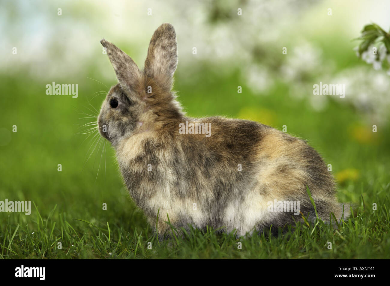 Tricolore pigmeo di coniglio in erba Foto Stock