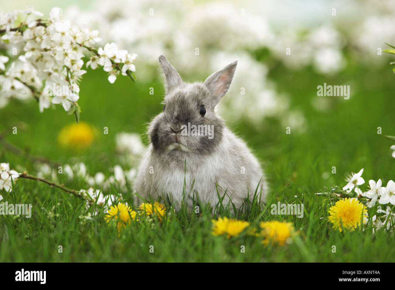 Grigio coniglio pigmeo - seduta sul prato Foto Stock