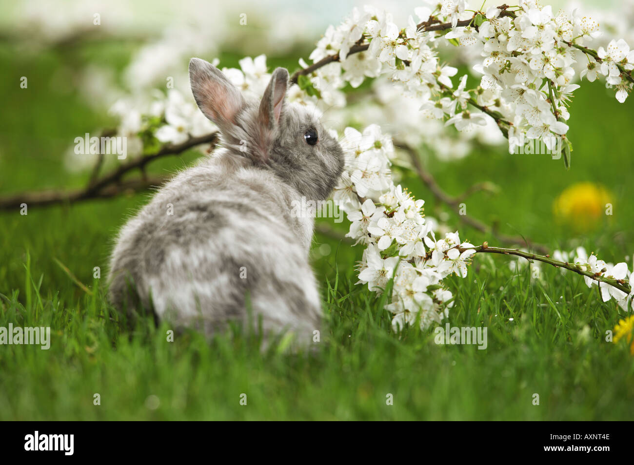 Grigio e bianco pigmeo di coniglio in erba, accanto alla fioritura ramoscello Foto Stock