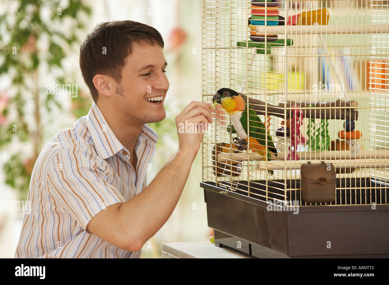 Testa nera caicco in gabbia cibo Pionites melanocephala Foto Stock