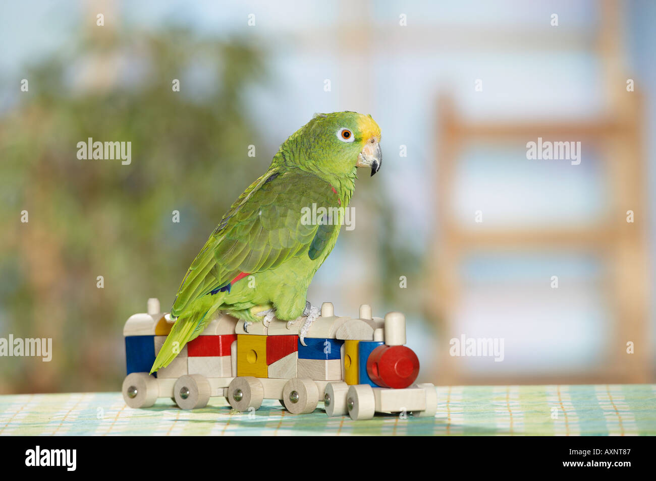 Giallo-incoronato parrot su toy-train / Amazona ochrocephala Foto Stock