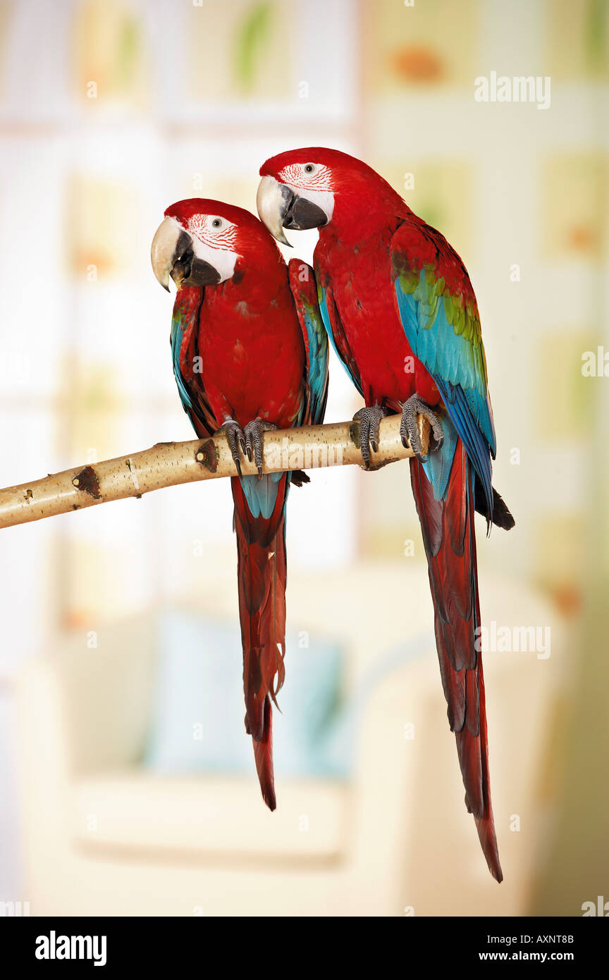 Due verdi-winged macaws sul ramo / Ara chloroptera Foto Stock