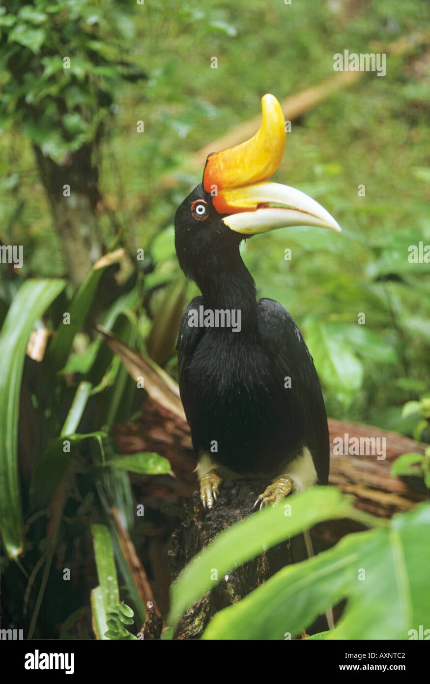 Great Indian hornbill seduta sul tronco buceros simum Foto Stock