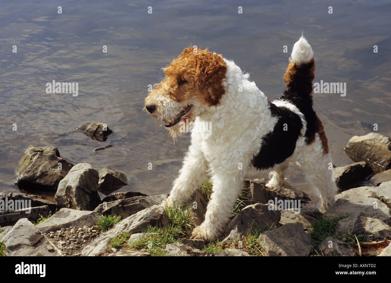 Fox Terrier waterside permanente Foto Stock