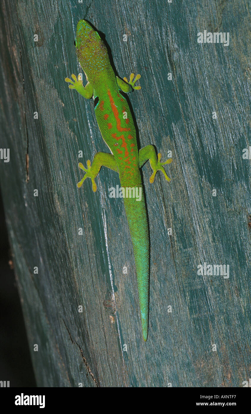Giorno geco phelsuma quadriocellata Foto Stock