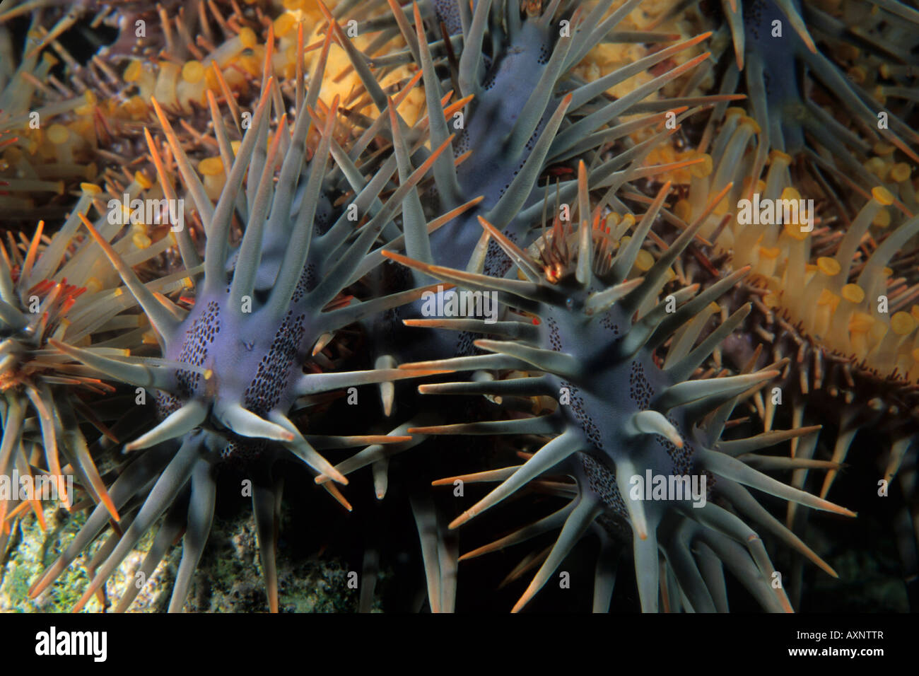La corona di spine Starfish bracci (Acanthaster planci) Raja Ampat Papua Indonesia Pacific Foto Stock