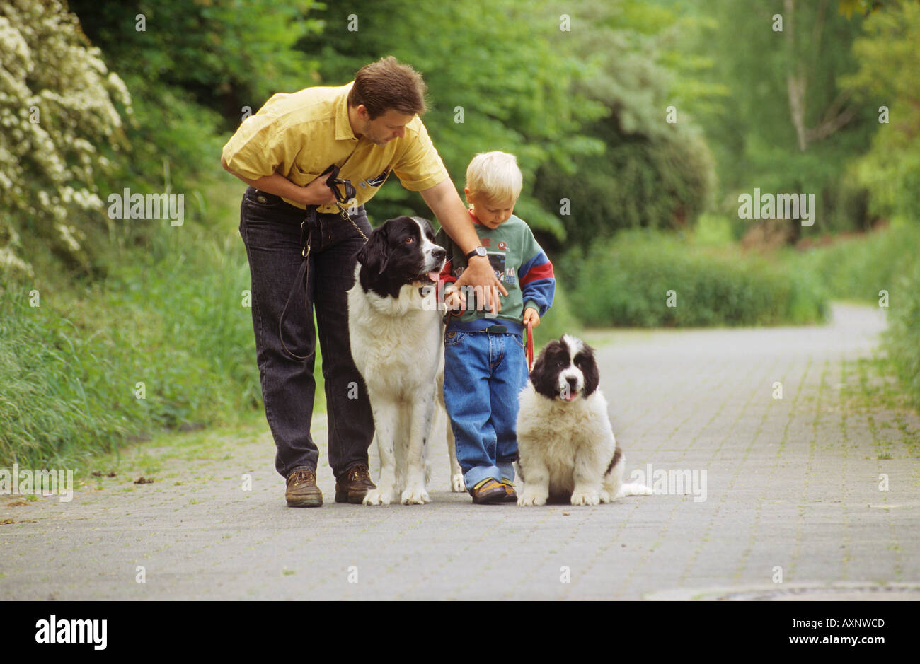 Padre insegna a itsson come tenere il guinzaglio di un cane Landseer Foto Stock