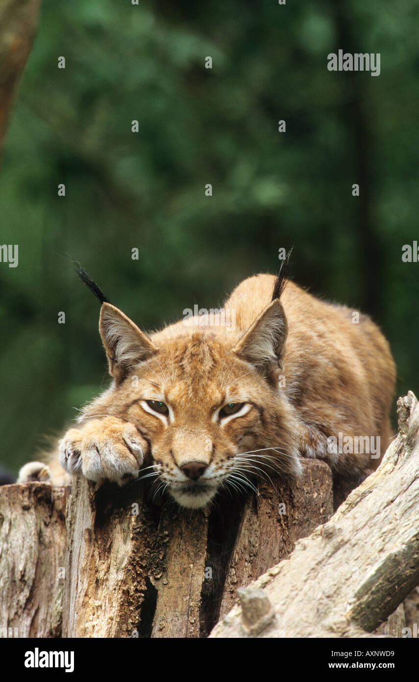 Canadian lynx - giacente sul tronco di albero/ Lynx canadensis Foto Stock