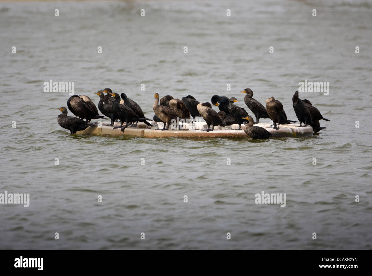 Gruppo di anatre su una piccola isola di calcestruzzo Foto Stock