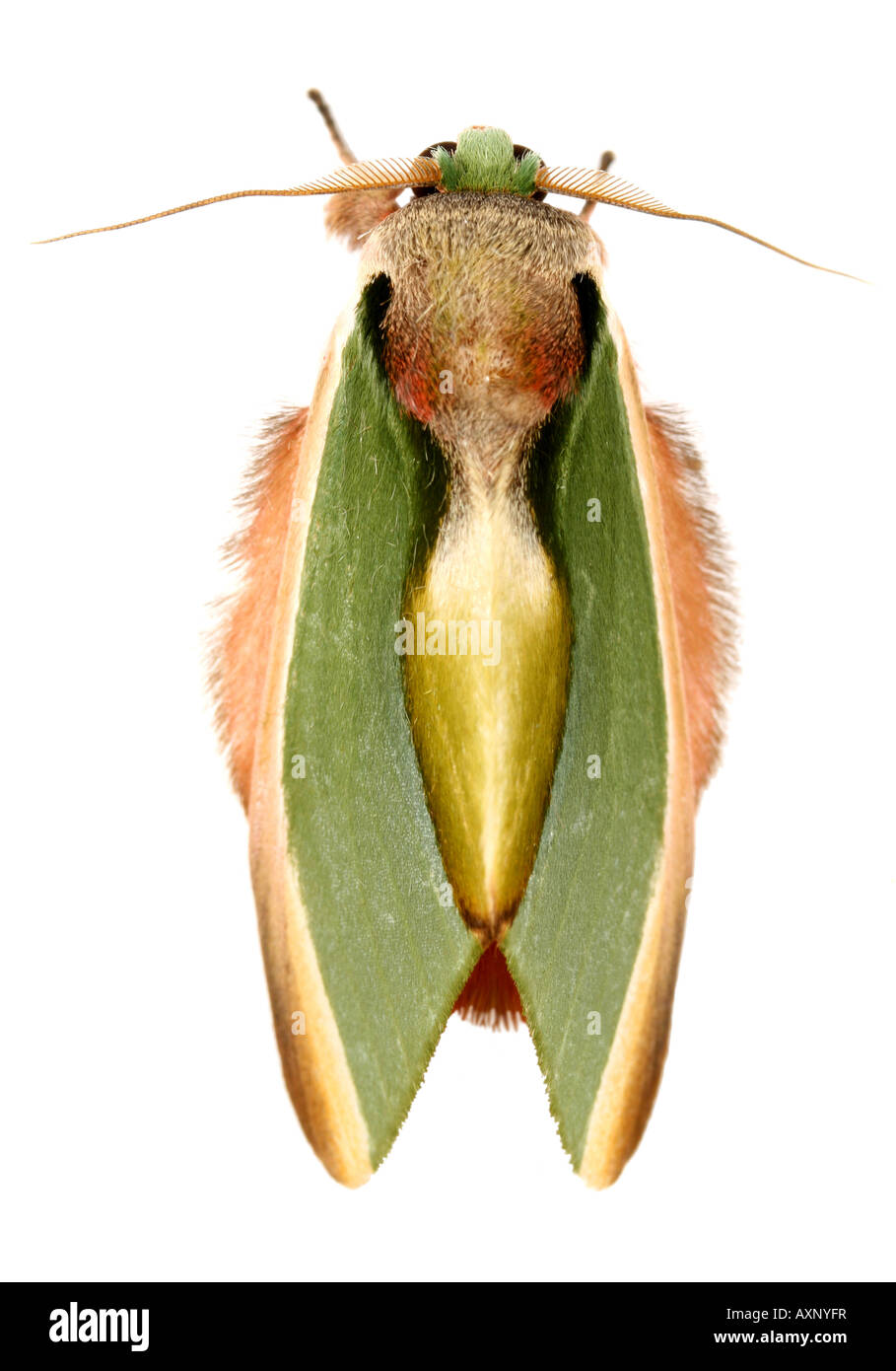 Tropical moth in posizione di riposo Foto Stock