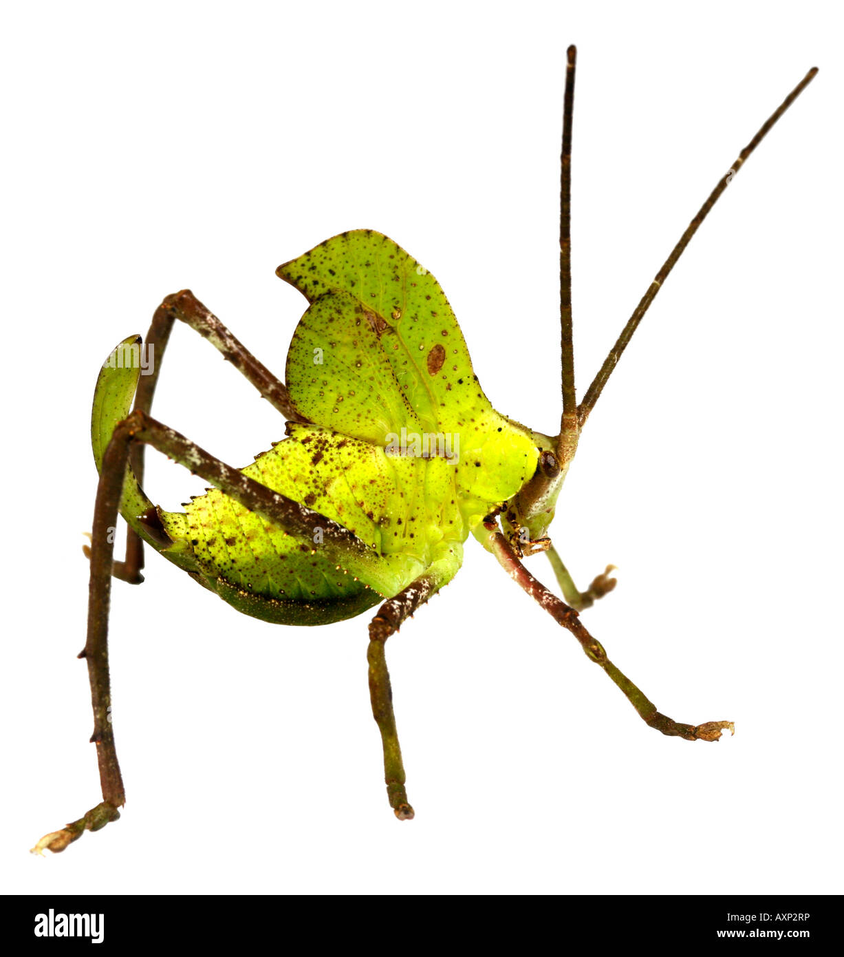 Foglia verde mimare katydid (Pseudophyllidae) dall'Amazzonia ecuadoriana Foto Stock