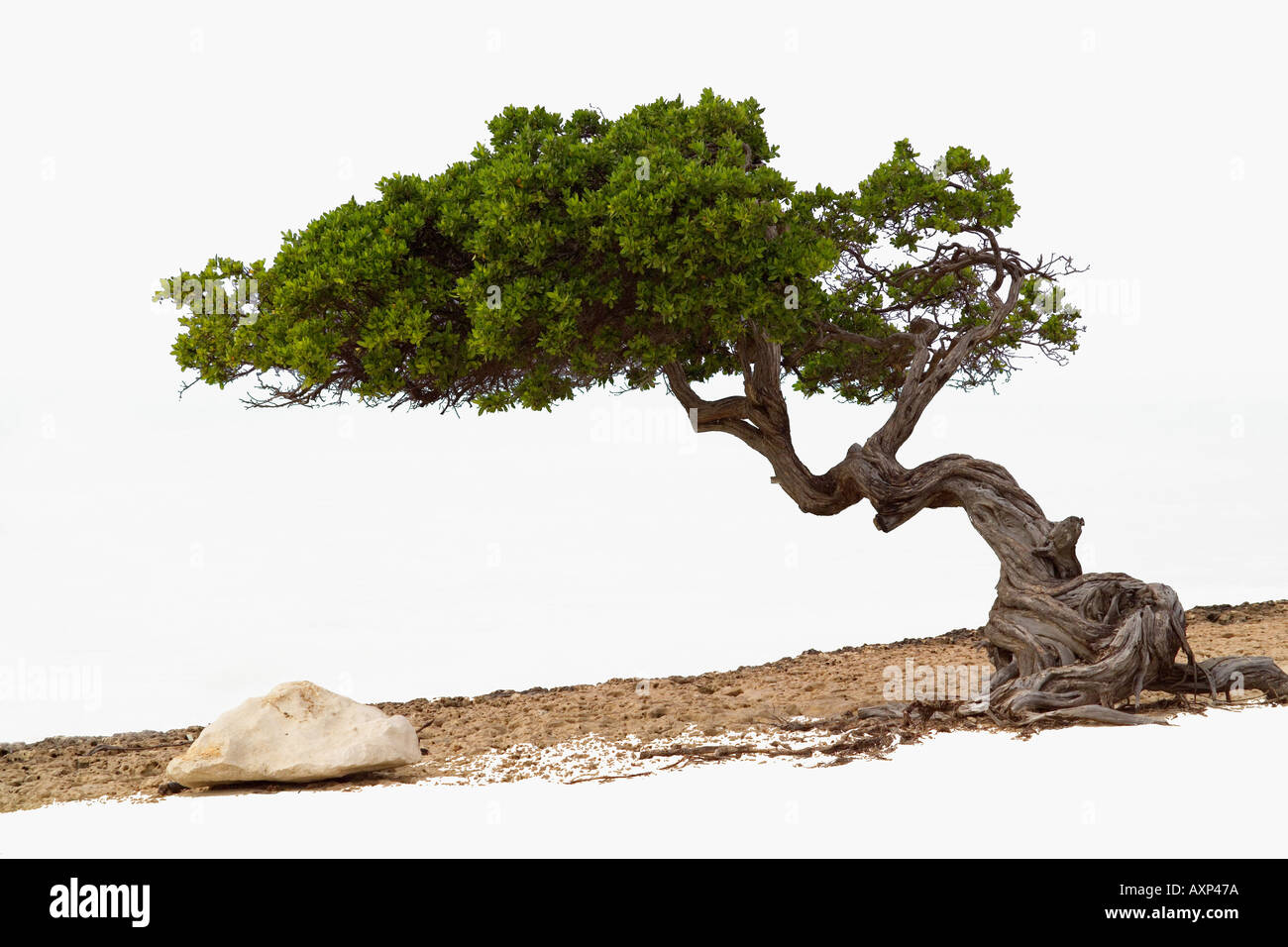 Divi Divi Tree Eagle Beach Aruba Caraibi Foto Stock