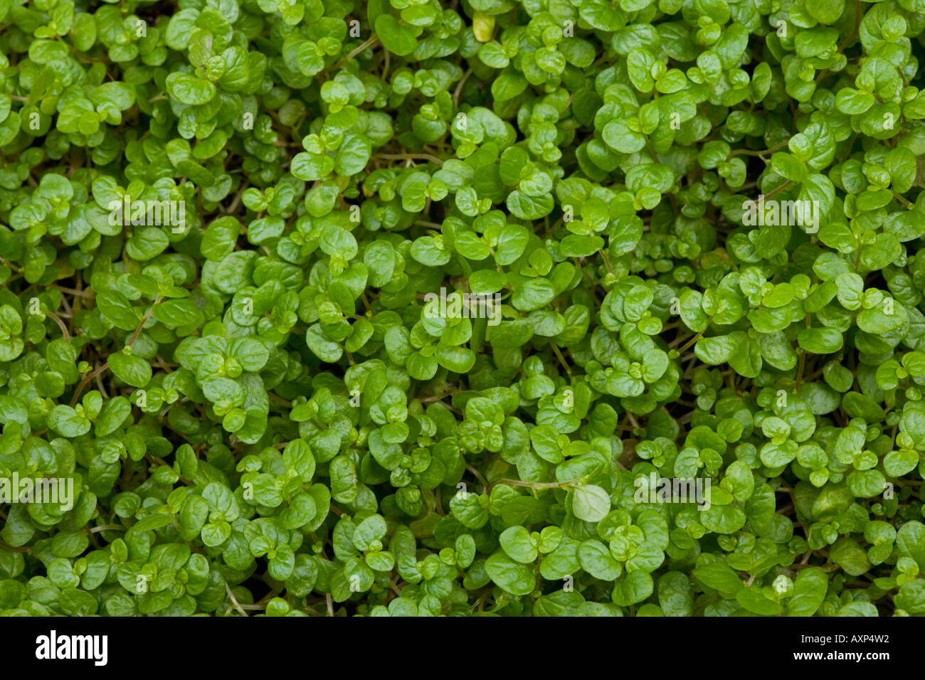 Priorità bassa del foglio Foto Stock