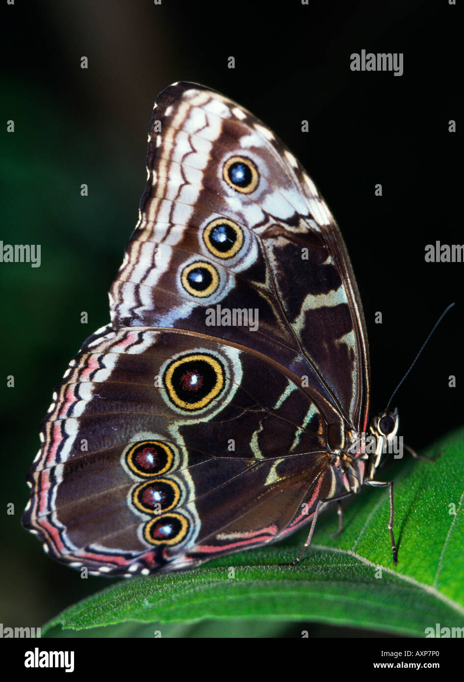 Blue Morpho Butterfly Foto Stock