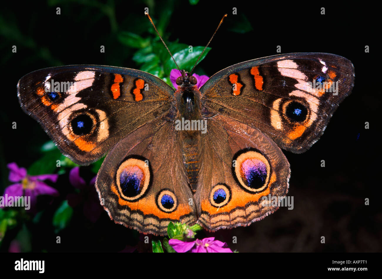 Indiano ala foglia Butterfly Foto Stock