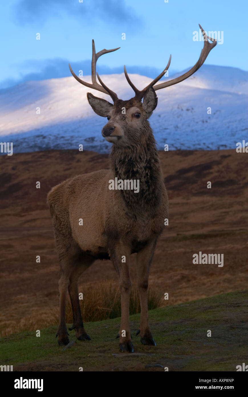 Red Deer Stag nelle Highlands scozzesi Foto Stock