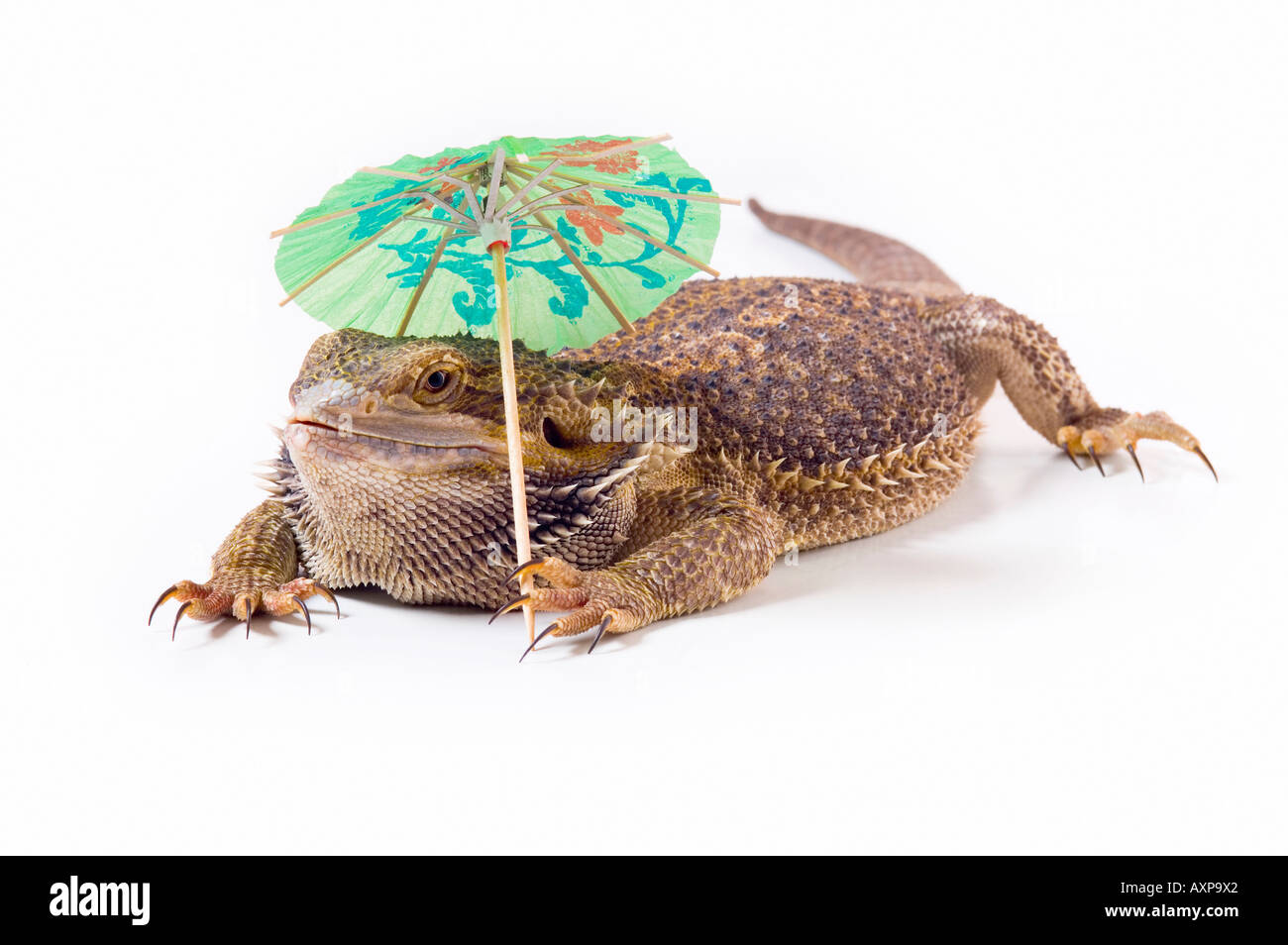 Drago barbuto lizard con ombrellone Foto Stock