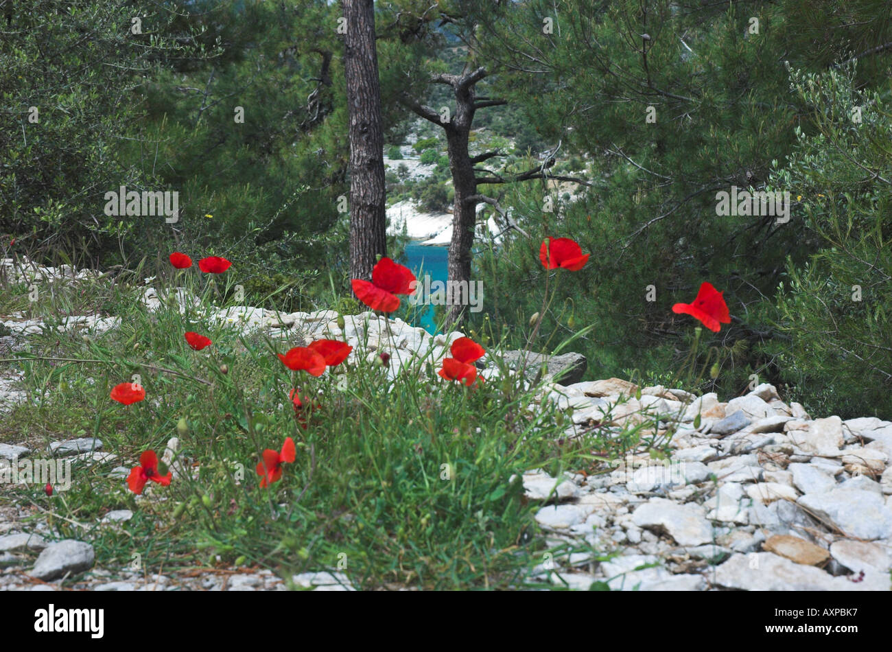 Wild papaveri rossi su un sentiero che conduce dall'antico insediamento di Alyki, Thassos, Grecia. Foto Stock