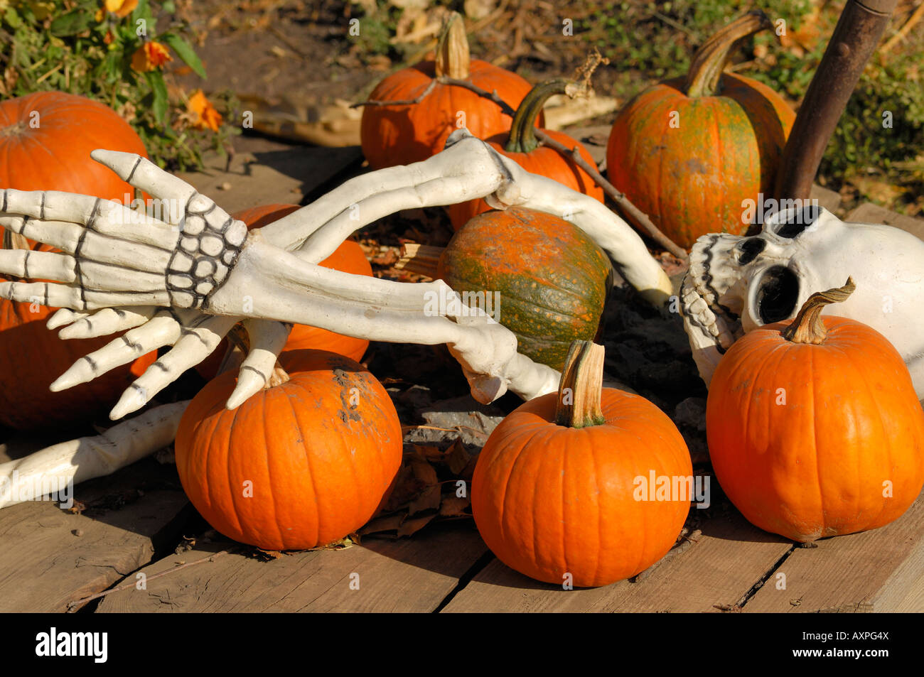 Decorazioni di Halloween zucche e lo scheletro Foto Stock