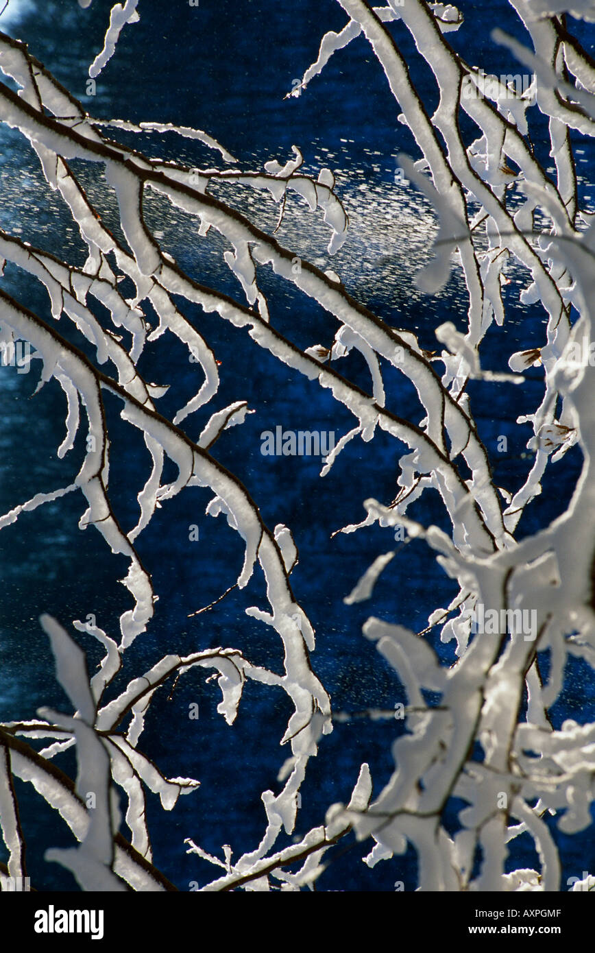 Rami di alberi coperti di neve Foto Stock