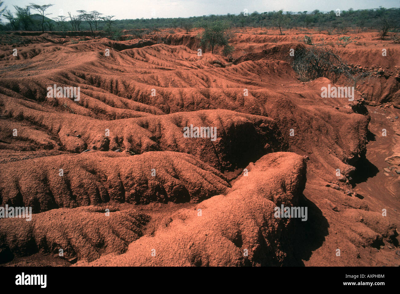 Grave erosione del suolo vicino a Lake Baringo nel nord del Kenya Foto Stock