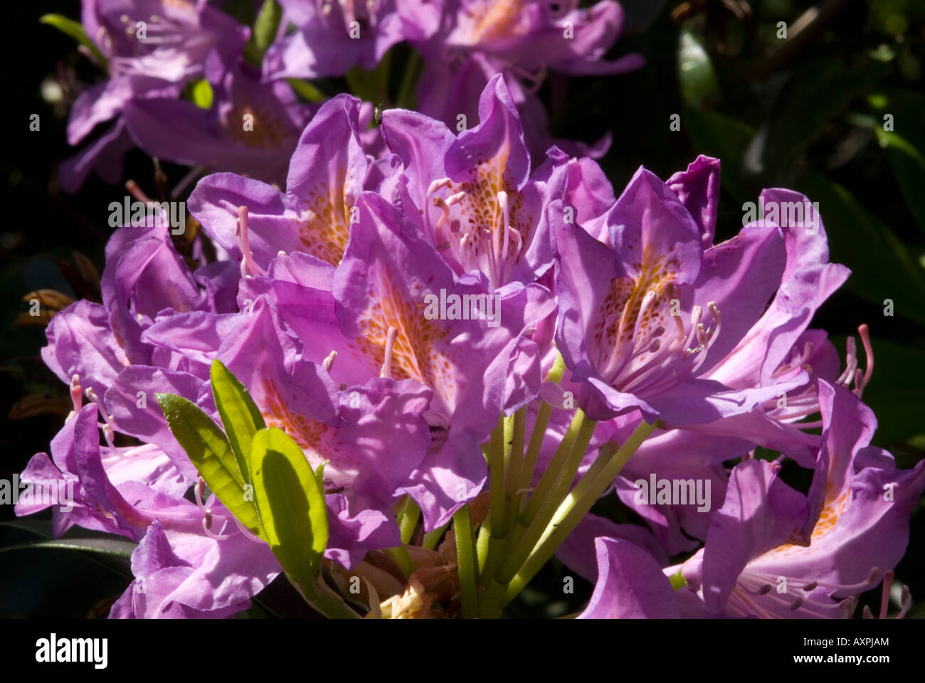 Flor de ojaranzo Foto Stock