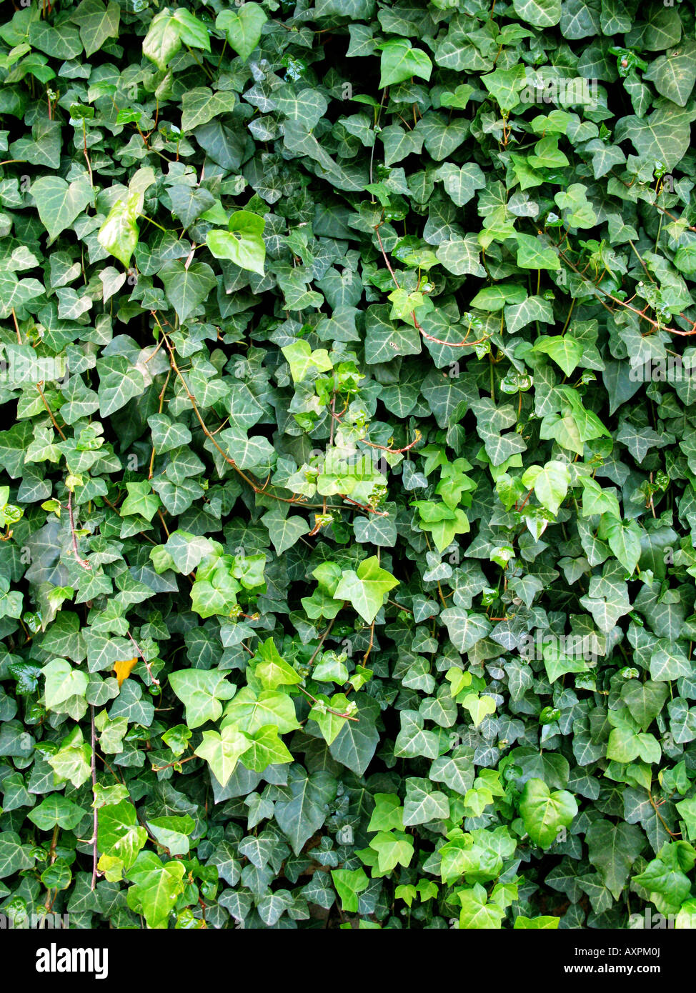 Verde pianta naturale sullo sfondo di un lussureggiante fogliame Foto Stock