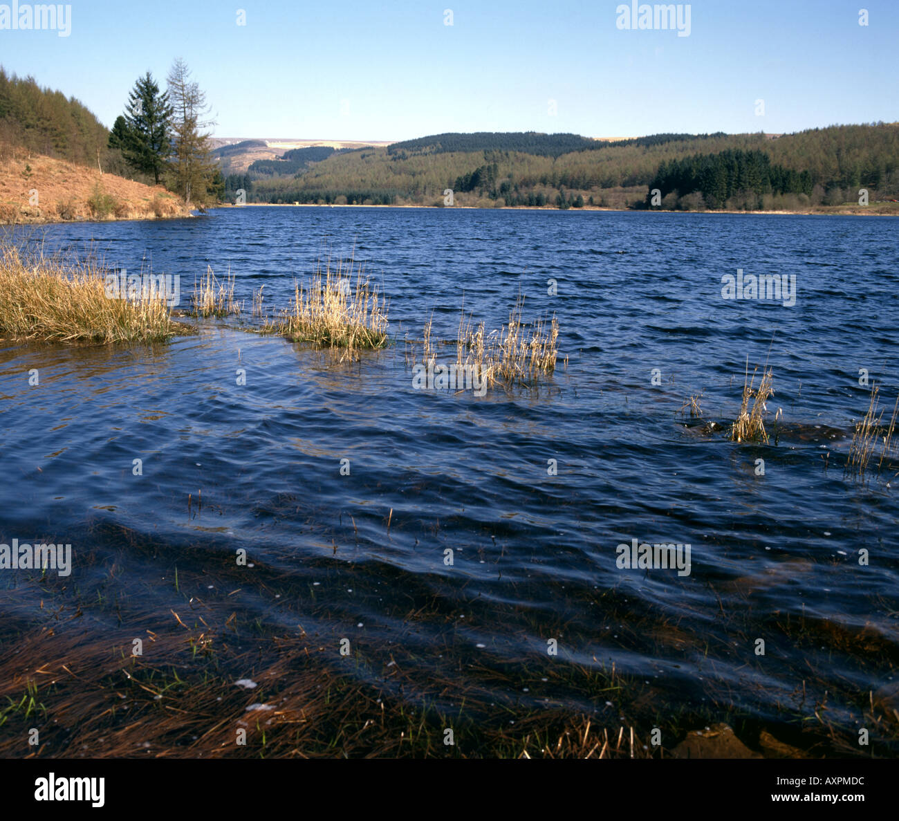 Llwyn su serbatoio Brecon Beacons POWYS, GALLES Foto Stock