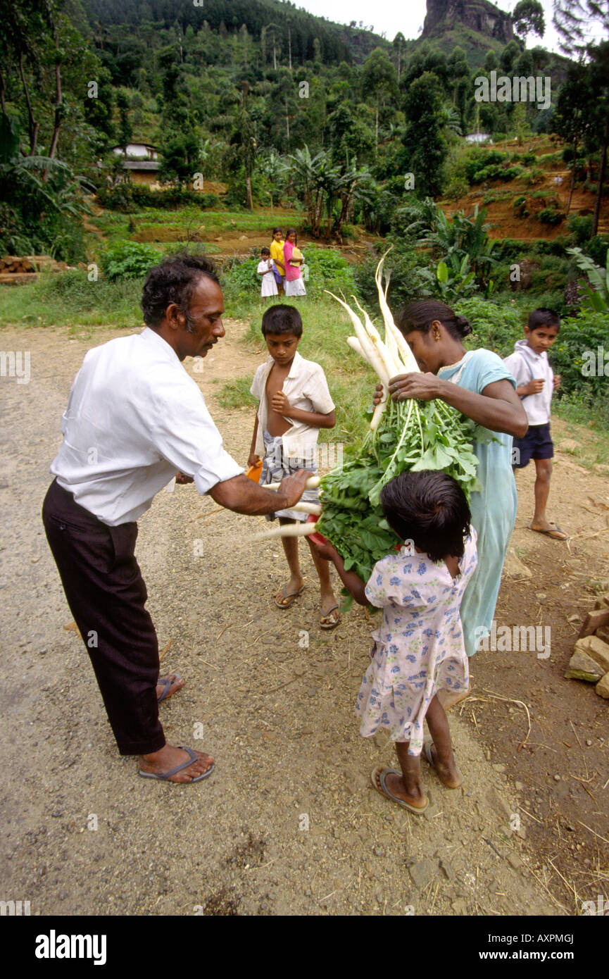 Sri Lanka uomo Mooli acquisto in stallo stradale Foto Stock