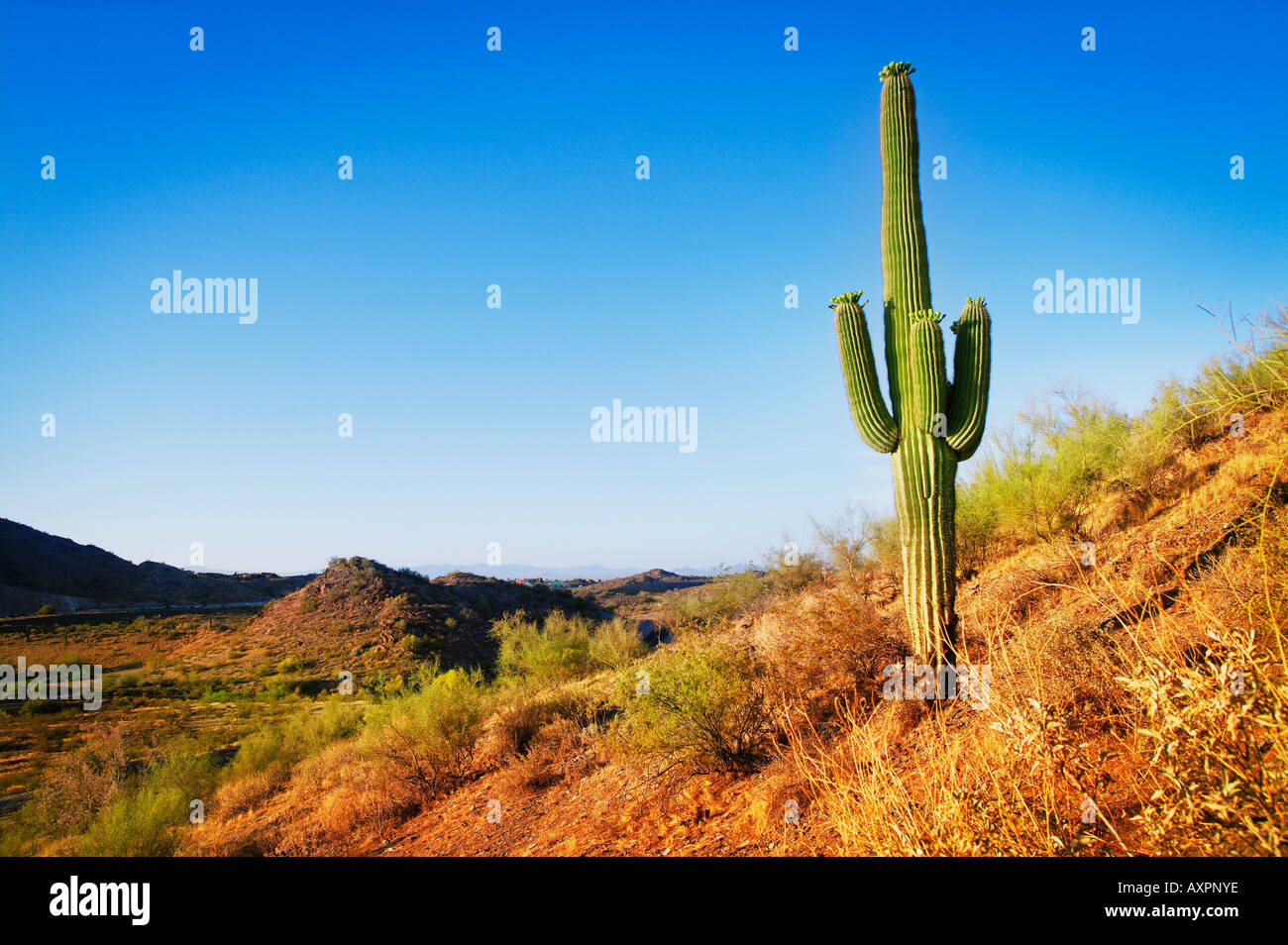 Un lone cactus nel deserto Foto Stock