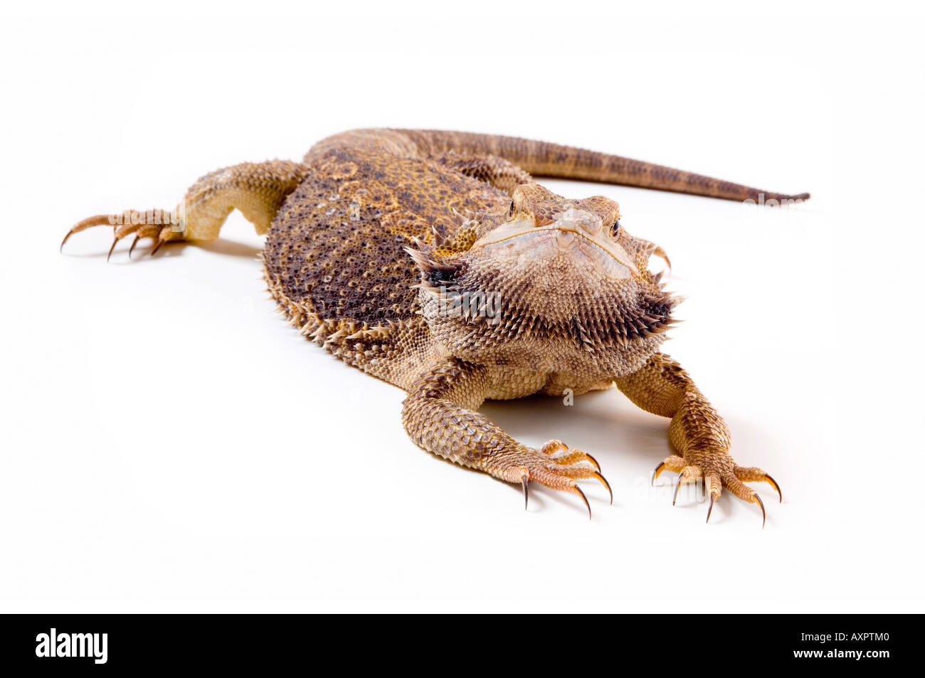 Drago barbuto lizard Foto Stock
