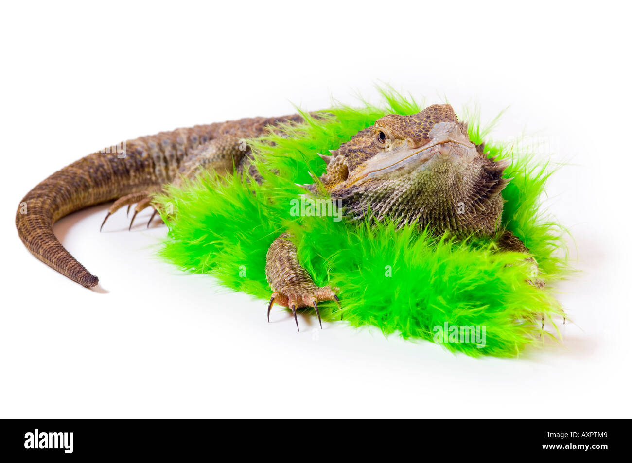 Drago barbuto lizard con boa Foto Stock