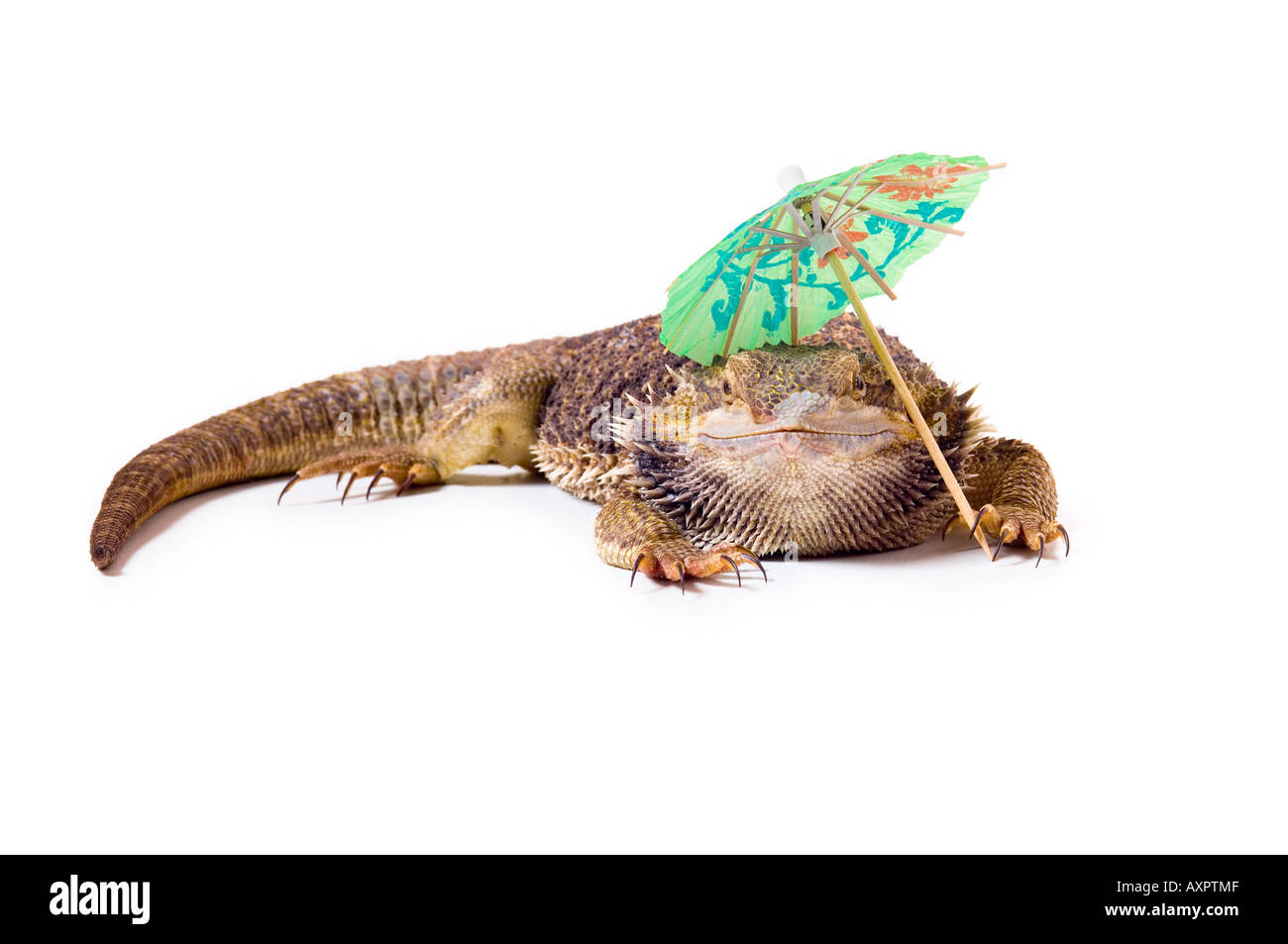 Drago barbuto lizard con ombrellone Foto Stock