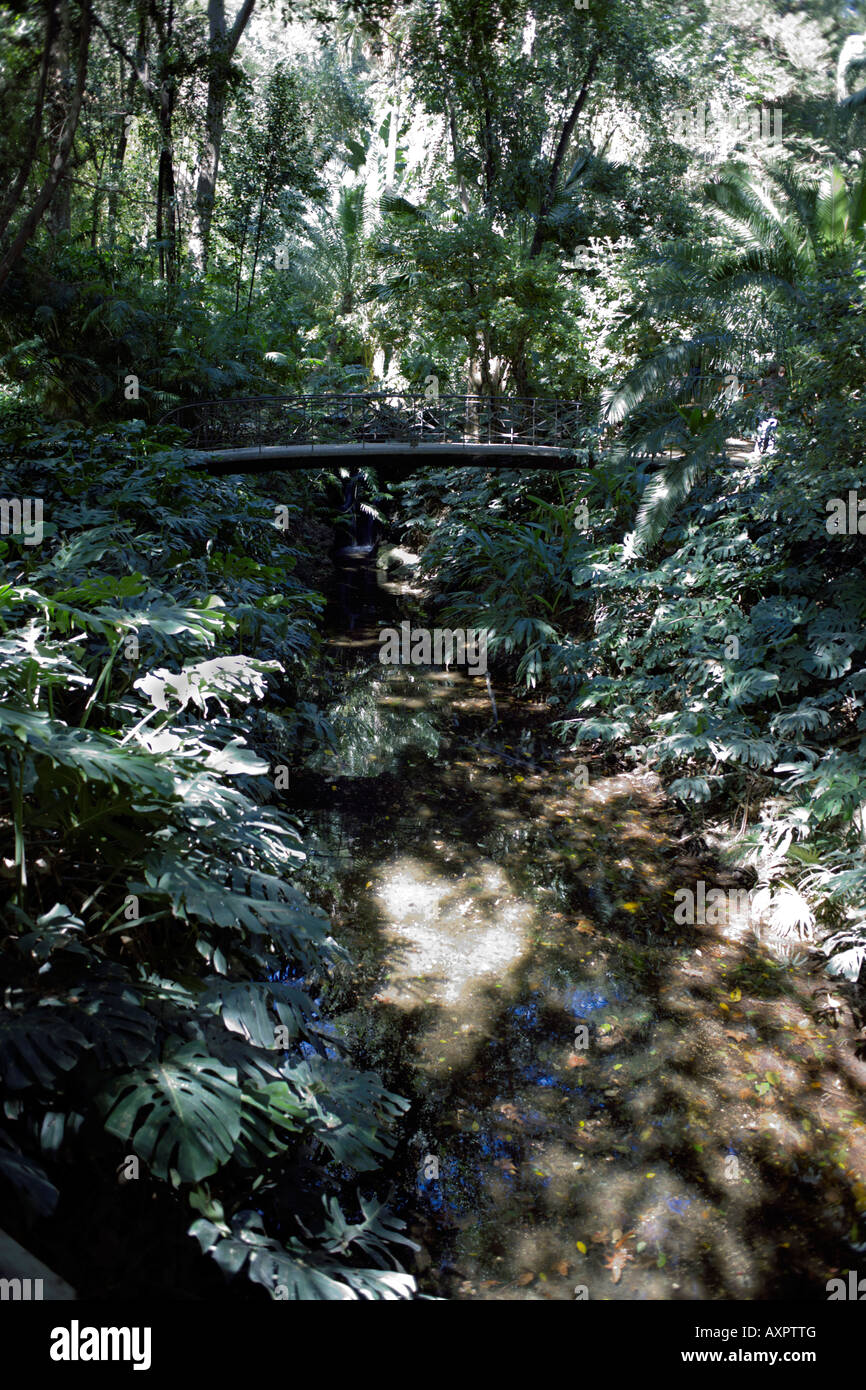 Il formaggio svizzero impianto ( Monstera deliciosa ) famiglia Araceae in crescita La Concepción Giardini Botanici, Malaga, Spagna Foto Stock