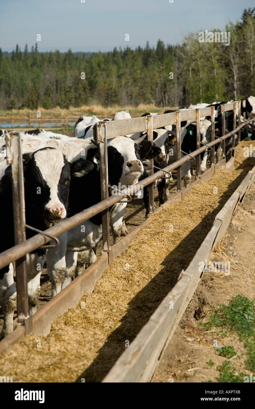 Mucche al trogolo Foto Stock