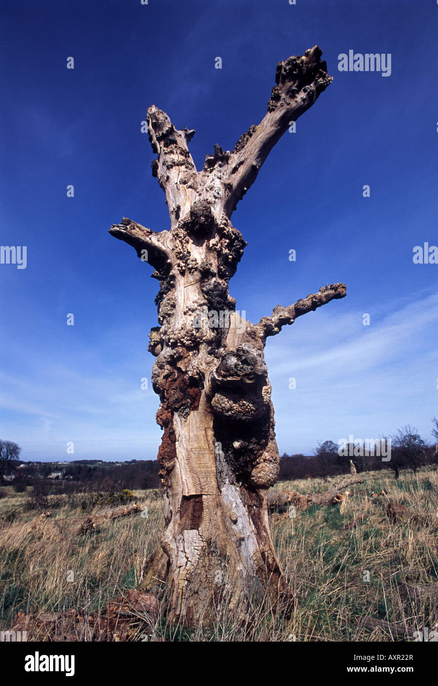 albero morto Foto Stock