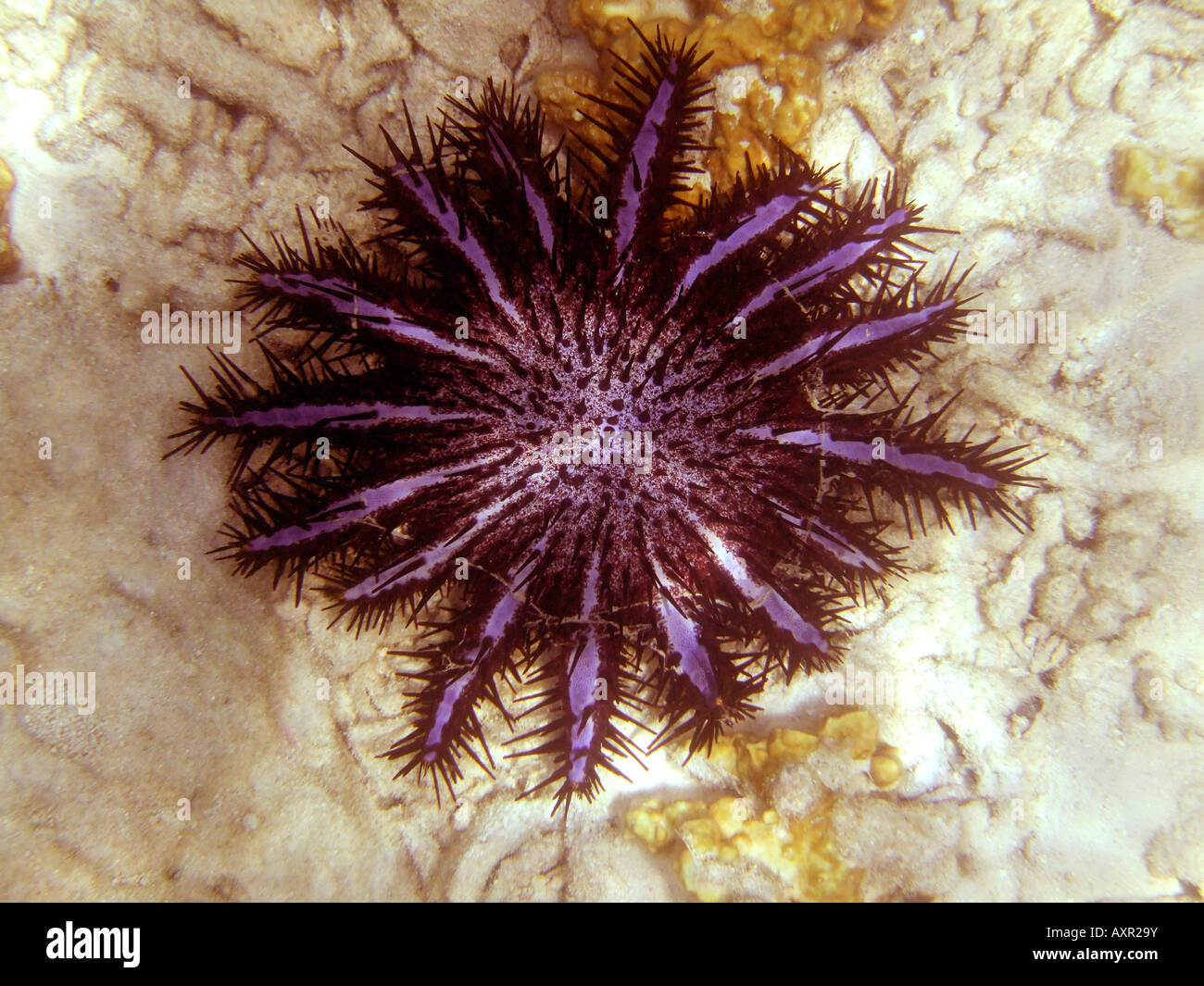 La corona di spine Starfish Foto Stock