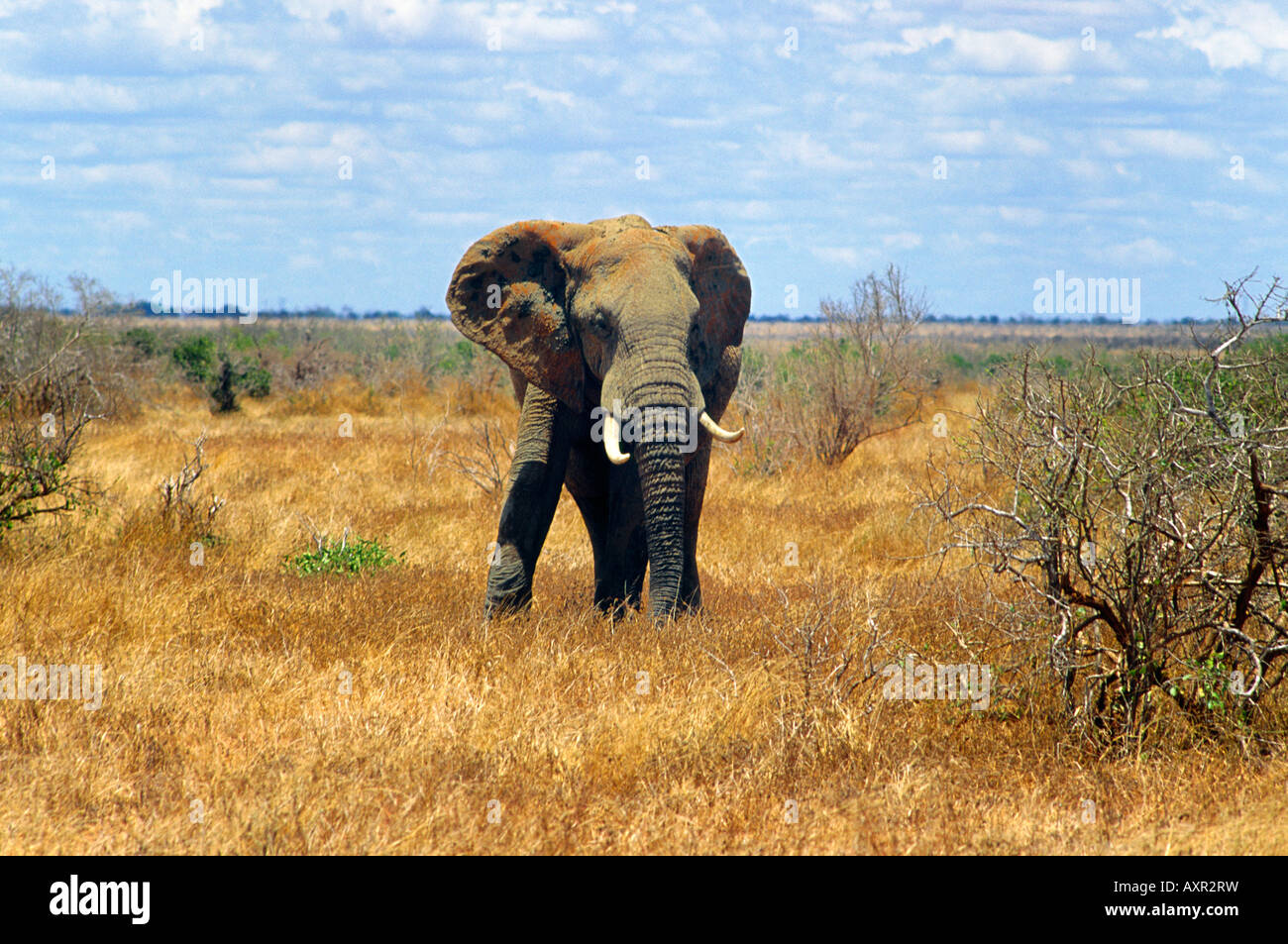Elefante su Safari Kenya Foto Stock