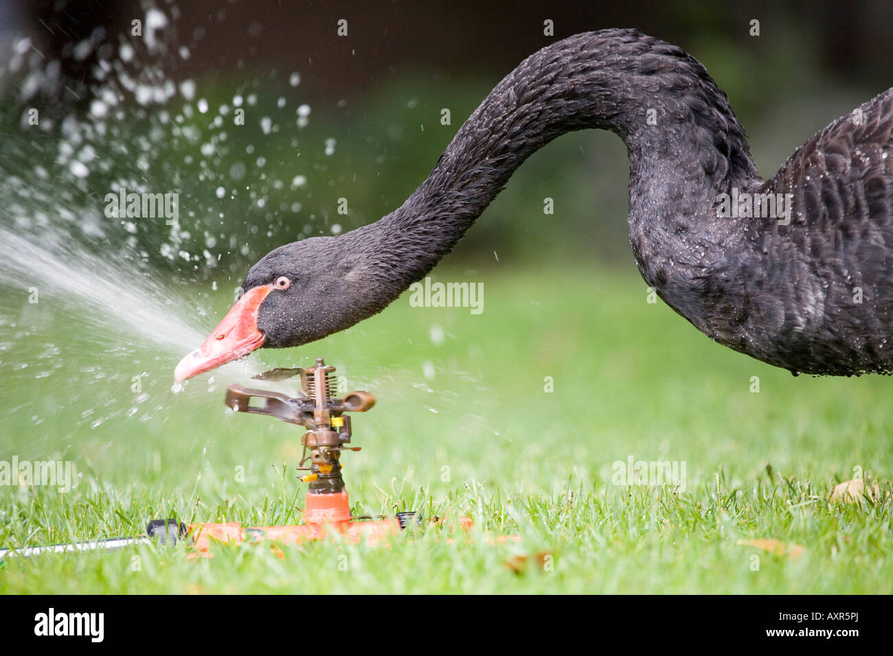 Schwan am Wasserhahn, Black Swan con rubinetto watertap, Cygnus atratus Foto Stock